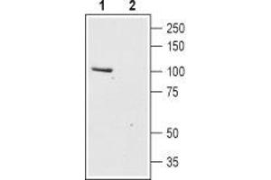 Western blot analysis of rat brain lysates: - 1. (TRPC6 anticorps  (2nd Extracellular Loop))