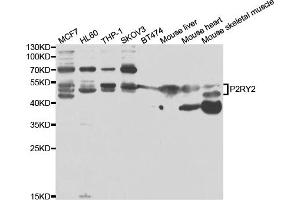 Western blot analysis of extracts of various cell lines, using P2RY2 antibody (ABIN6293436) at 1:1000 dilution. (P2RY2 anticorps)