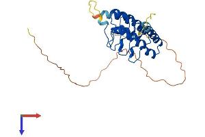 AlphaFold protein structure predicition of Mouse Recombinant Rfxank Protein, UniprotID Q9Z205