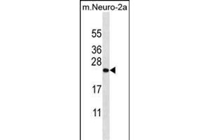 ZCRB1 Antibody (C-term) (ABIN656856 and ABIN2846061) western blot analysis in mouse Neuro-2a cell line lysates (35 μg/lane). (ZCRB1 anticorps  (C-Term))
