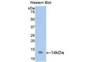 Western Blotting (WB) image for anti-Artemin (ARTN) (AA 112-224) antibody (ABIN1077842) (ARTN anticorps  (AA 112-224))