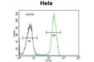 Flow Cytometry (FACS) image for anti-Forkhead Box K1 (Foxk1) antibody (ABIN3004358)