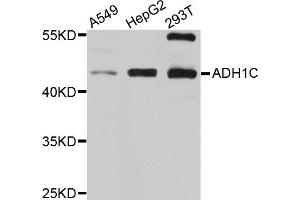 Western blot analysis of extracts of various cell lines, using ADH1C antibody (ABIN5997202) at 1/1000 dilution. (ADH1C anticorps)