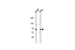 All lanes : Anti-XRCC5Antibody (Center) at 1:1000 dilution Lane 1: A549 whole cell lysate Lane 2: Hela whole cell lysate Lysates/proteins at 20 μg per lane. (XRCC5 anticorps  (AA 424-450))