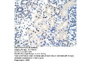 Human kidney (FOXG1 anticorps  (N-Term))