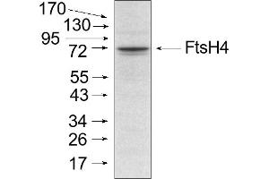 Experimental conditions: Mitochondria were isolated as described by Urantowka et al. (FtsH4 anticorps)