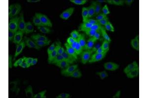 Immunofluorescence staining of HepG2 cells with ABIN7163666 at 1: 133, counter-stained with DAPI. (PHLDA1 anticorps  (AA 1-138))