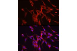 Immunofluorescence analysis of PC-12 cells using ODC1 Rabbit pAb (ABIN3015743, ABIN3015744, ABIN3015745 and ABIN6219097) at dilution of 1:50 (40x lens).