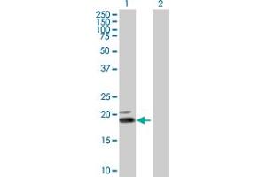 Western Blot analysis of IFNW1 expression in transfected 293T cell line by IFNW1 MaxPab polyclonal antibody. (IFNW1 anticorps  (AA 1-195))