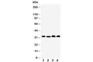 Western blot testing of Prohibitin 2 antibody and Lane 1: human PANC (Prohibitin 2 anticorps  (Middle Region))