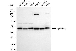 anti-Syntaxin 4 (STX4) antibody