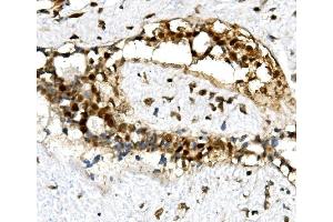 IHC analysis of U2AF2 using anti-U2AF2 antibody (ABIN7600793). (U2AF2 anticorps  (AA 238-470))