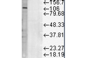 Western Blot analysis of Rat liver microsome lysate showing detection of LAMP1 protein using Mouse Anti-LAMP1 Monoclonal Antibody, Clone Ly1C6 . (LAMP1 anticorps  (Atto 594))