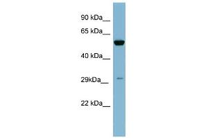 WB Suggested Anti-KLK10 Antibody Titration: 0.