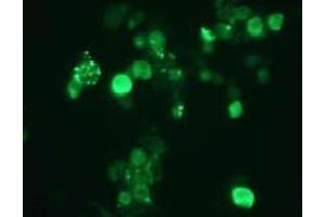 Immunofluorescence (IF) image for anti-Small Ubiquitin Related Modifier 2 (SUMO2) antibody (ABIN1449280)