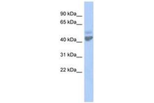 ZACN antibody  (AA 35-84)