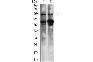 Western blot analysis using CALD1 mouse mAb against NIH/3T3 (1) and C6 (2) cell lysate.