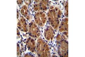 Formalin fixed and paraffin embedded human stomach tissue stained with Mucin-3B Antibody (C-term) followed by peroxidase conjugation of the secondary antibody and DAB staining. (MUC3B anticorps  (C-Term))