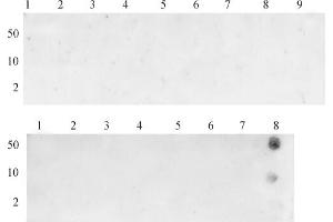 Dot blot specificity analysis of Histone H3K26me3 pAb: Dot blot analysis was used to confirm the specificity of Histone H3K36me3 antibody for trimethyl-lysine 36 of histone H3.
