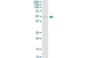 GK MaxPab rabbit polyclonal antibody.