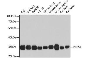 Western blot analysis of extracts of various cell lines, using PRPS1 antibody.