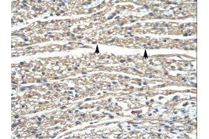 Image no. 1 for anti-Zinc Finger Protein 336 (ZNF336) (AA 30-79) antibody (ABIN6735838)