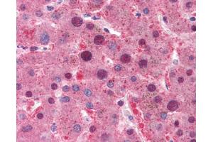 anti-Myc Tag (C-Term) antibody