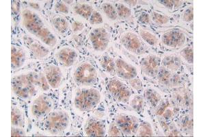 IHC-P analysis of Human Stomach Tissue, with DAB staining. (Cathepsin S anticorps  (AA 115-331))