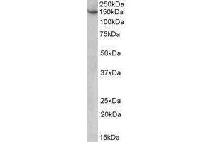 AP22427PU-N AGTPBP1 antibody staining of HeLa lysate at 1 µg/ml (35µg protein in RIPA buffer). (AGTPBP1 anticorps  (Internal Region))