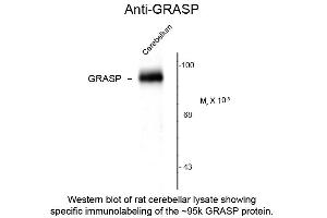 Western Blot of Anti-GRASP (Rabbit) Antibody - 612-401-D66 Western Blot of Rabbit anti-GRIP-associated proteins (GRASP) antibody. (Tamalin/GRASP anticorps  (C-Term))