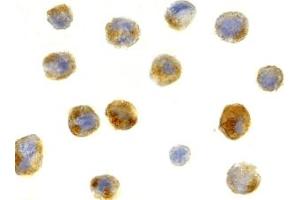 Immunohistochemistry (IHC) image for anti-Beclin 1, Autophagy Related (BECN1) (C-Term) antibody (ABIN1030289) (Beclin 1 anticorps  (C-Term))