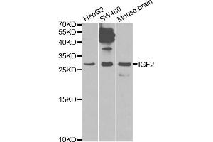 Western blot analysis of extracts of various cell lines, using IGF2 antibody (ABIN1873163) at 1:1000 dilution. (IGF2 anticorps)