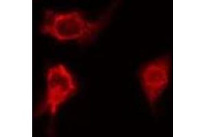 ABIN6276686 staining HeLa  cells by IF/ICC. (Clusterin anticorps  (Internal Region))