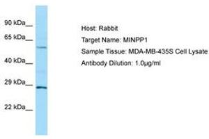 Image no. 1 for anti-Multiple Inositol-Polyphosphate Phosphatase 1 (MINPP1) (AA 409-458) antibody (ABIN6750007) (MINPP1 anticorps  (AA 409-458))