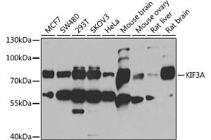 Western blot analysis of extracts of various cell lines, using KIF3A antibody (ABIN6128170, ABIN6142871, ABIN6142872 and ABIN6222335) at 1:1000 dilution. (KIF3A anticorps  (AA 430-699))