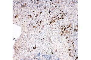Anti-TRAF2 antibody, IHC(P) IHC(P): Human Tonsil Tissue