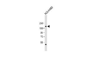 Anti-NPC1 Antibody (Center) at 1:1000 dilution + NCI- whole cell lysate Lysates/proteins at 20 μg per lane.