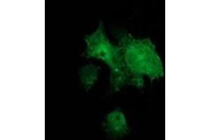Immunofluorescence (IF) image for anti-Breast Cancer Anti-Estrogen Resistance 1 (BCAR1) antibody (ABIN1496834)