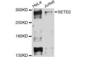 Western blot analysis of extracts of various cell lines, using SETD2 Antibody (ABIN5998788) at 1/1000 dilution. (SETD2 anticorps)