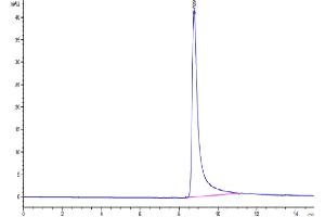 The purity of Human FNDC1 is greater than 95 % as determined by SEC-HPLC. (FNDC1 Protein (AA 33-457) (His tag))