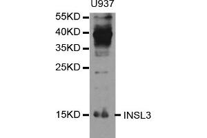 Western blot analysis of extracts of U-937 cells, using INSL3 antibody (ABIN5973356) at 1/1000 dilution. (INSL3 anticorps)