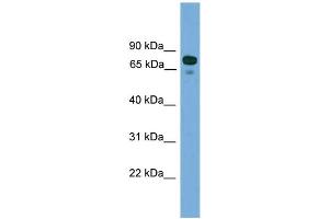 WB Suggested Anti-ZNF599 Antibody Titration: 0. (ZNF599 anticorps  (N-Term))