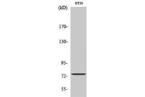 Western Blotting (WB) image for anti-Acyl-CoA Synthetase Short-Chain Family Member 1 (ACSS1) (C-Term) antibody (ABIN3173658) (ACSS1 anticorps  (C-Term))