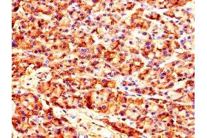 Immunohistochemistry of paraffin-embedded human pancreatic tissue using ABIN7149038 at dilution of 1:100