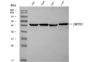 Western blot analysis of IMPDH2 using anti-IMPDH2 antibody (ABIN7603063).