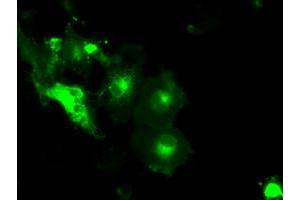 Anti-SLC2A5 mouse monoclonal antibody (ABIN2452658) immunofluorescent staining of COS7 cells transiently transfected by pCMV6-ENTRY SLC2A5 (RC200418). (SLC2A5 anticorps)