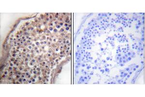 Peptide - +Immunohistochemical analysis of paraffin-embedded human testis tissue using Ephrin B (Ab-330) antibody (#B0010).