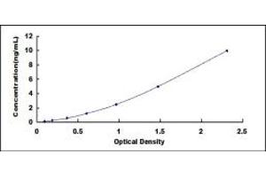 Kelch-Like ECH-Associated Protein 1 (KEAP1) ELISA Kit