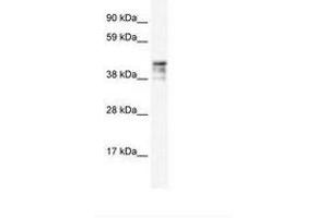 Image no. 2 for anti-Keratin 15 (KRT15) (C-Term) antibody (ABIN6735909) (KRT15 anticorps  (C-Term))