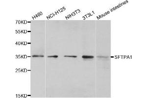 Western blot analysis of extracts of various cell lines, using SFTPA1 antibody. (Surfactant Protein A1 anticorps)